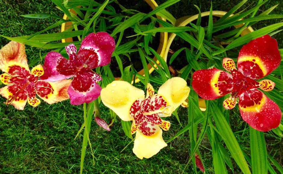 Садовая Орхидея Тигридия