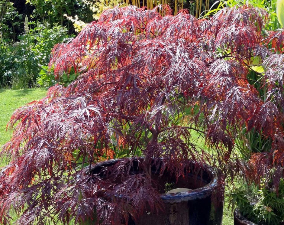 Клен Acer palmatum Garnet