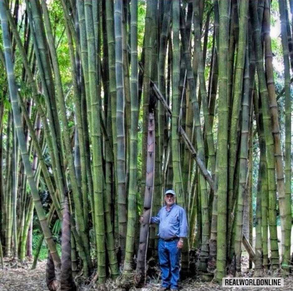 Bambusa arundinacea семена