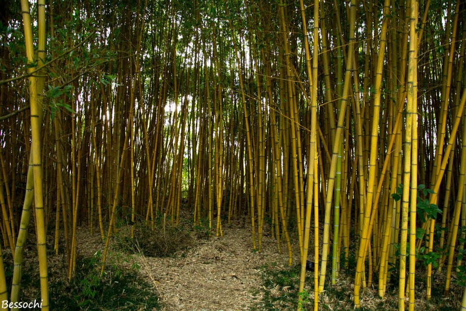 Bamboo Forest CS