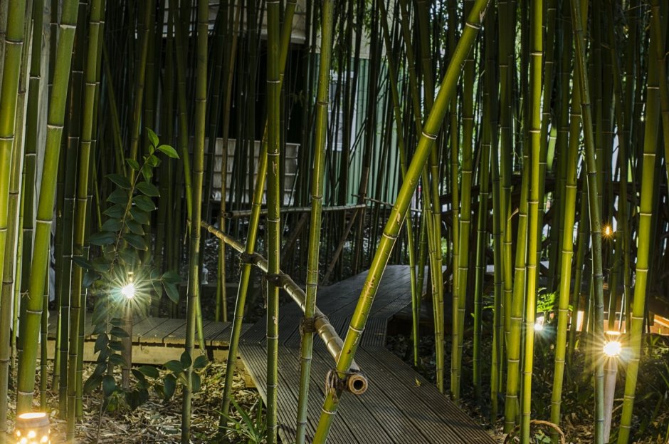 Бамбук в китайском саду