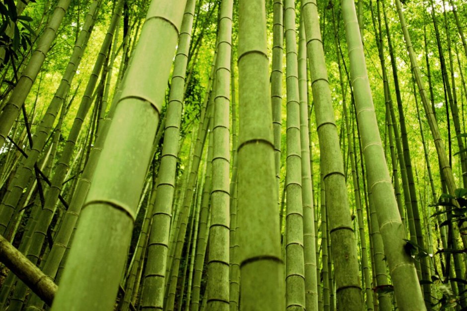 Листоколосник бамбуковый