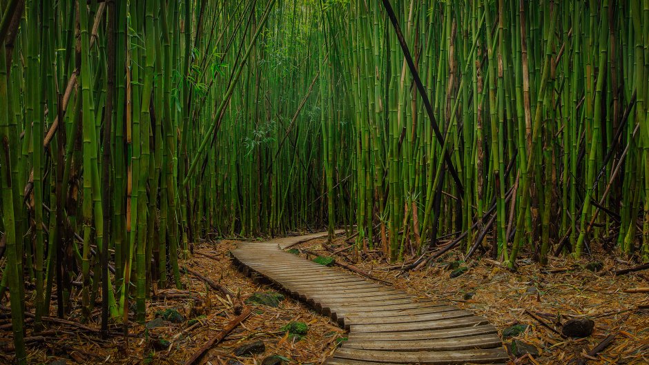 Сычуань провинция бамбуковые леса