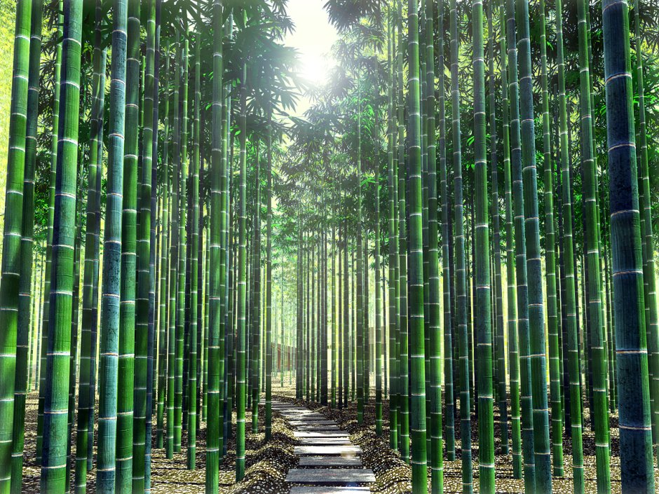 Бамбуковая аллея Япония
