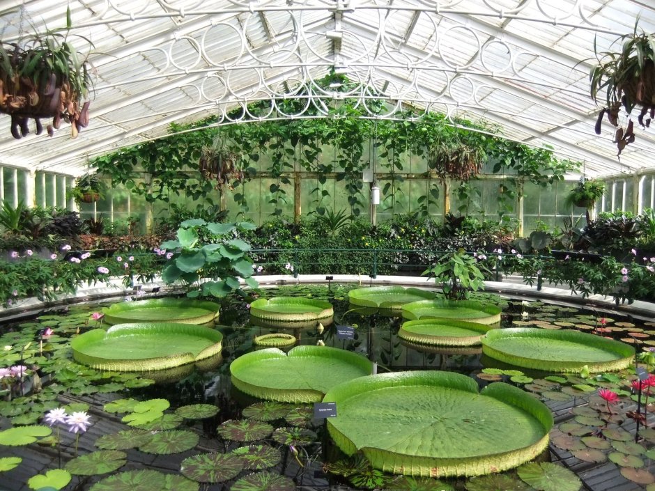 Королевский Ботанический сад Кью в Англии
