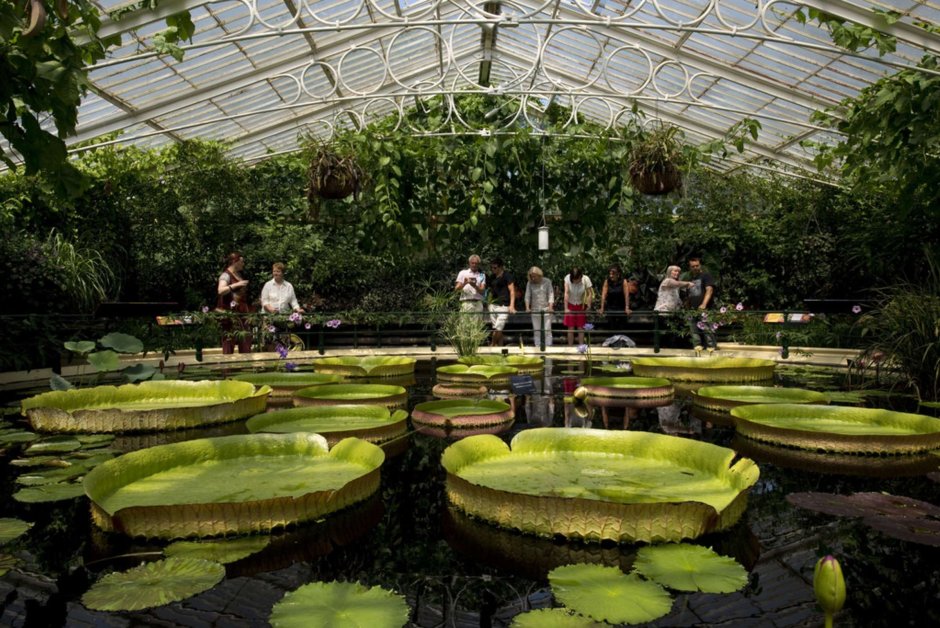 Ботанический сад Кью в Лондоне