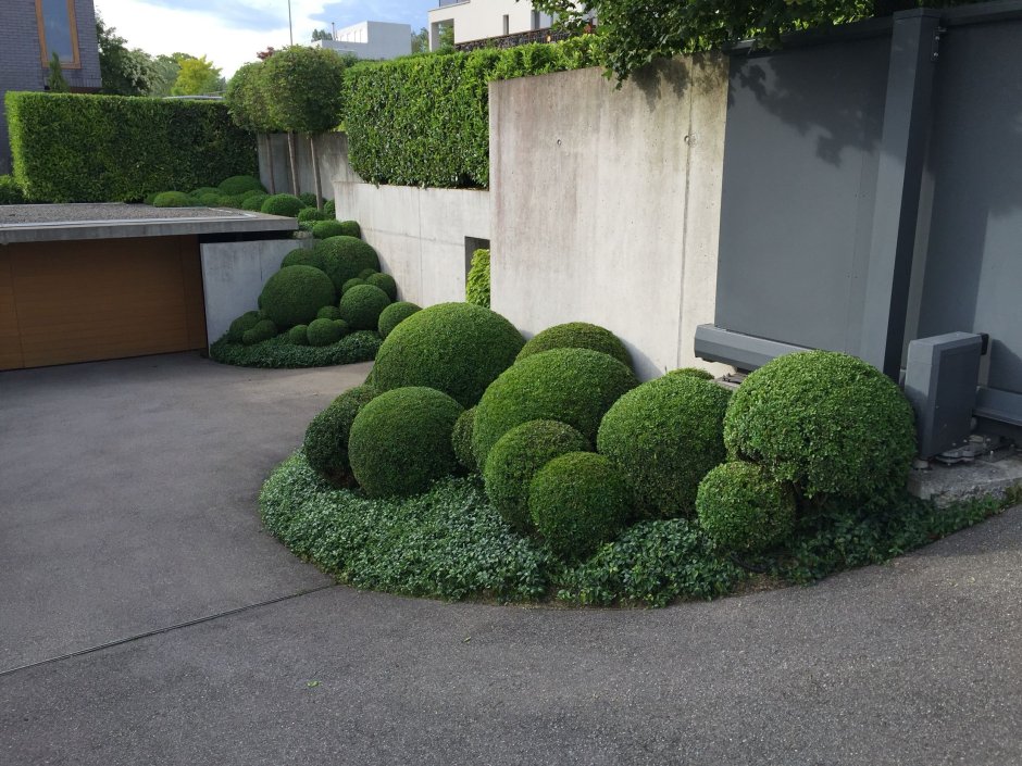 Японский сад самшит