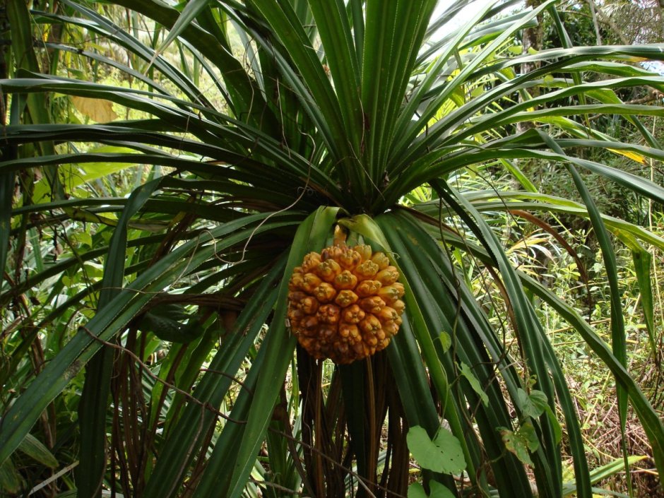 Пальма панданус плоды