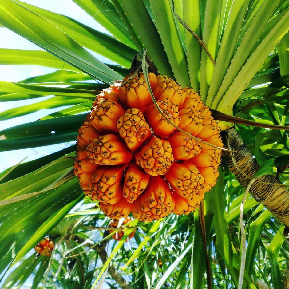 Пандан плод пальмы