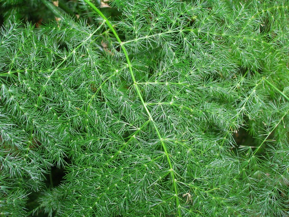 Спаржа (Asparagus officinalis).