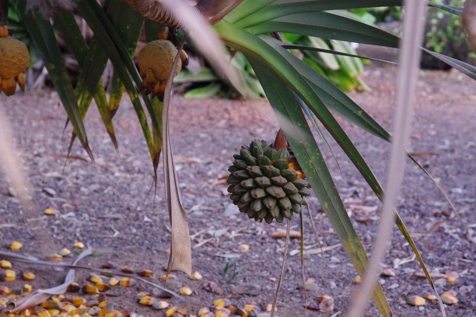 Пальмовый лист банана