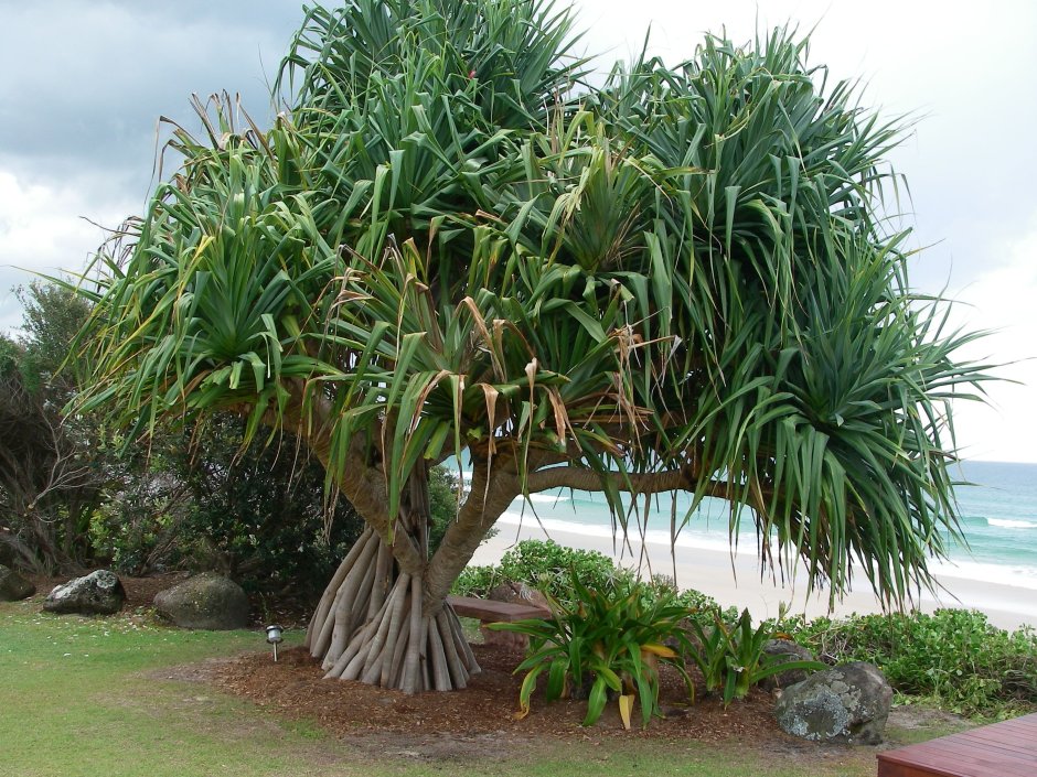 Пальма Трахикарпус цветение