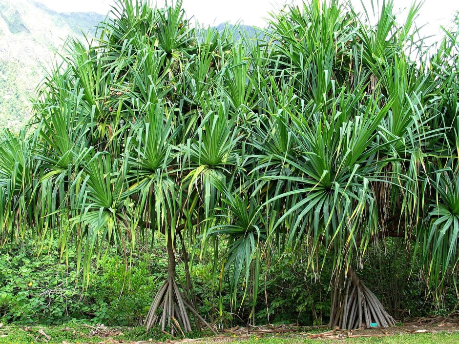 Коста Рика плантации ананасов