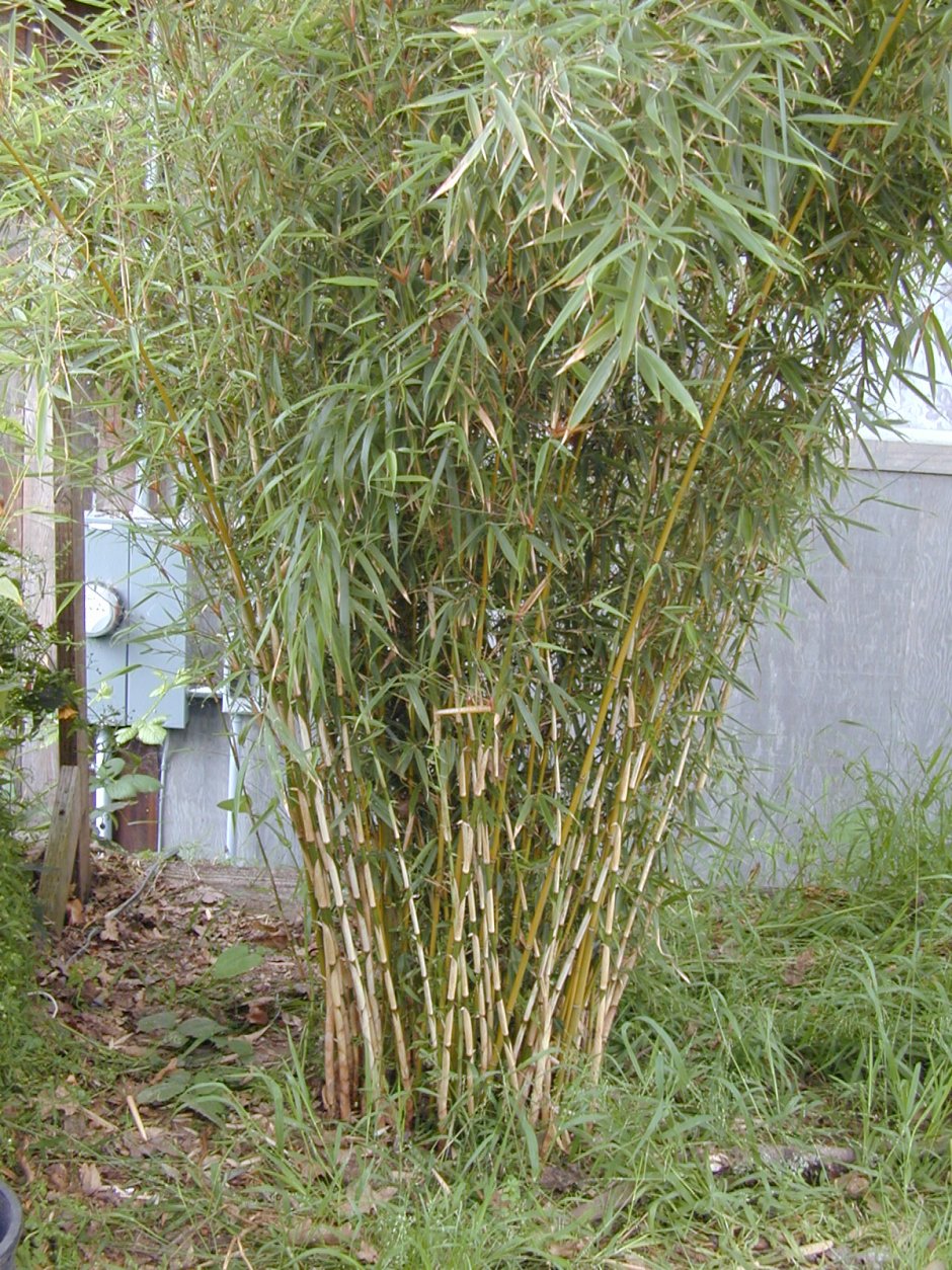 Бамбук Фаргезия (Fargesia fungosa)