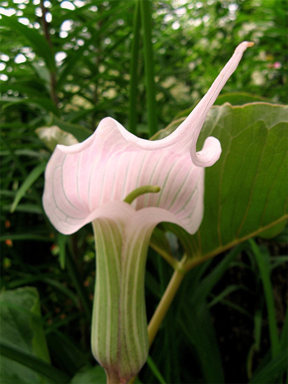 Цветок Аризема фото или Лилия-Кобра
