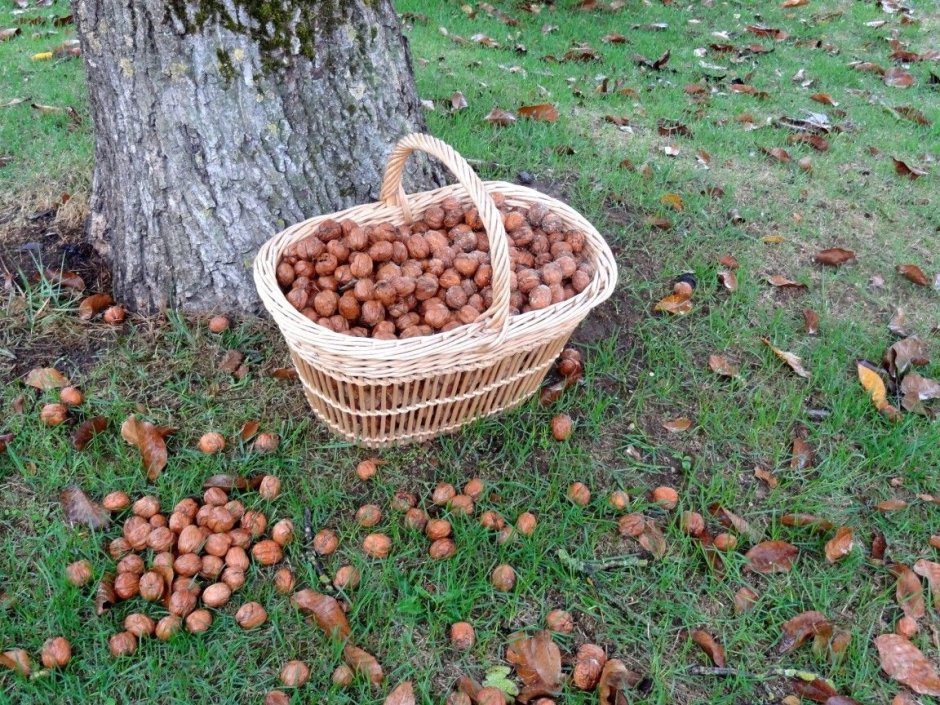 Орехи в лесу