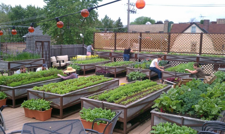Городские сады City Farming