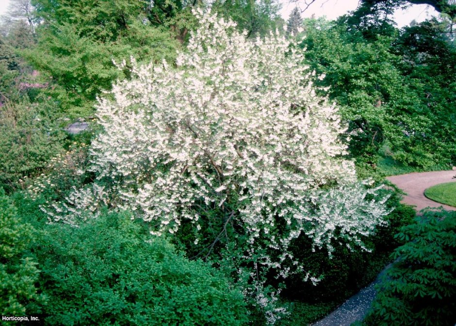 Halesia Carolina Ландышевое дерево