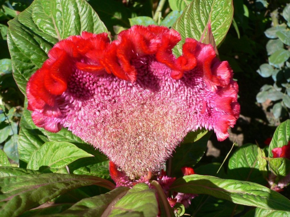 Цветок целозия петушиный гребешок