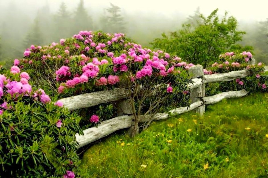 Самая красивая скамейка с розами и лилиями