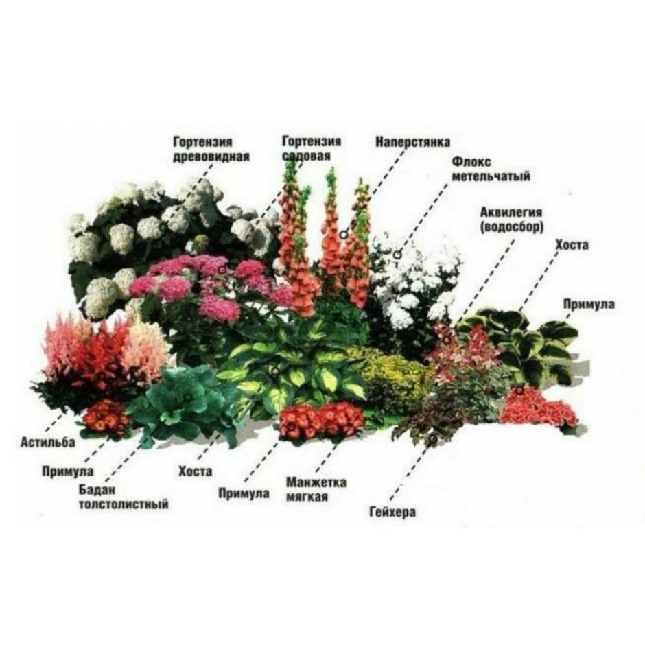 Схема миксбордера непрерывного цветения