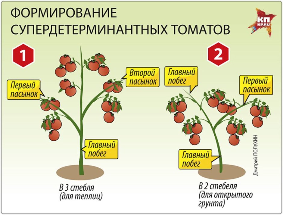 Индетерминантные томаты пасынкование
