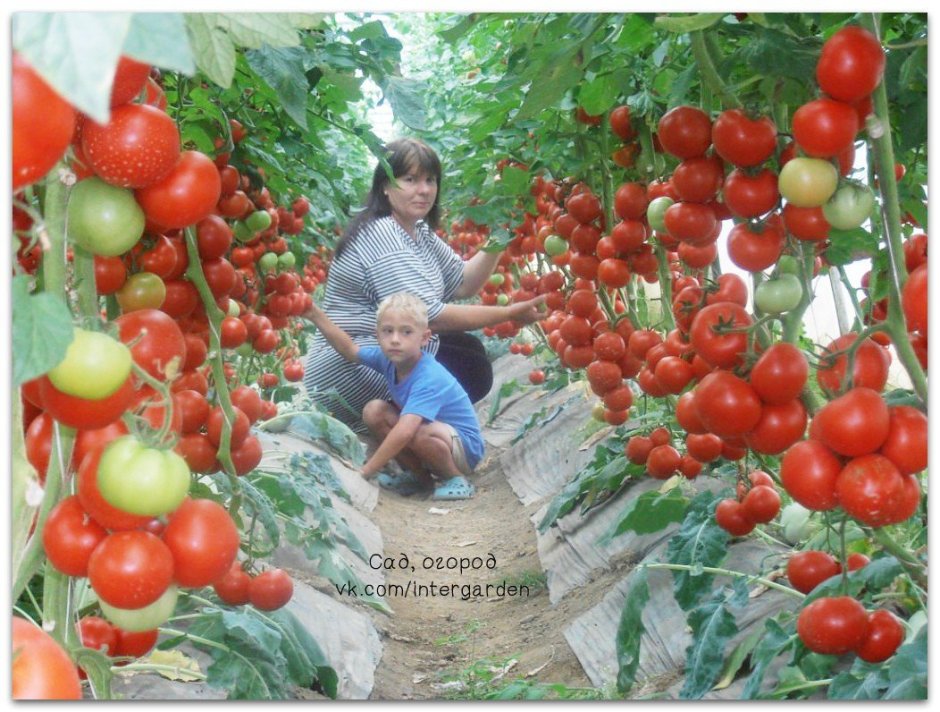 Высокорослые томаты в теплице