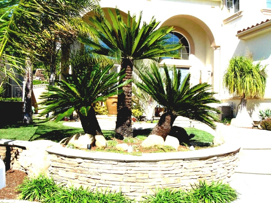Декоративные пальмы для сада