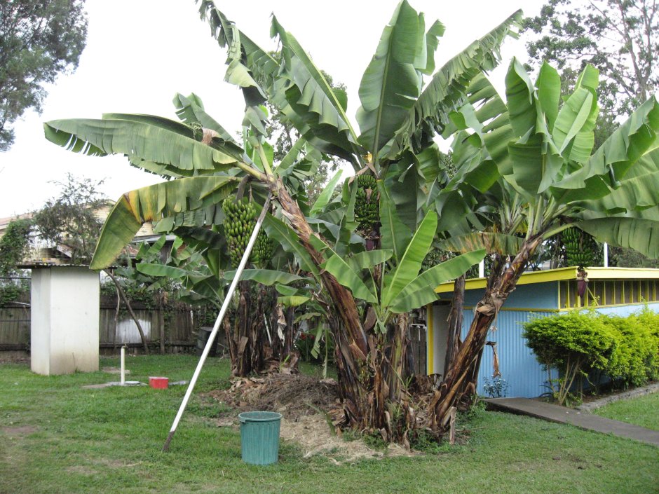 Пальмовый сад Суринам