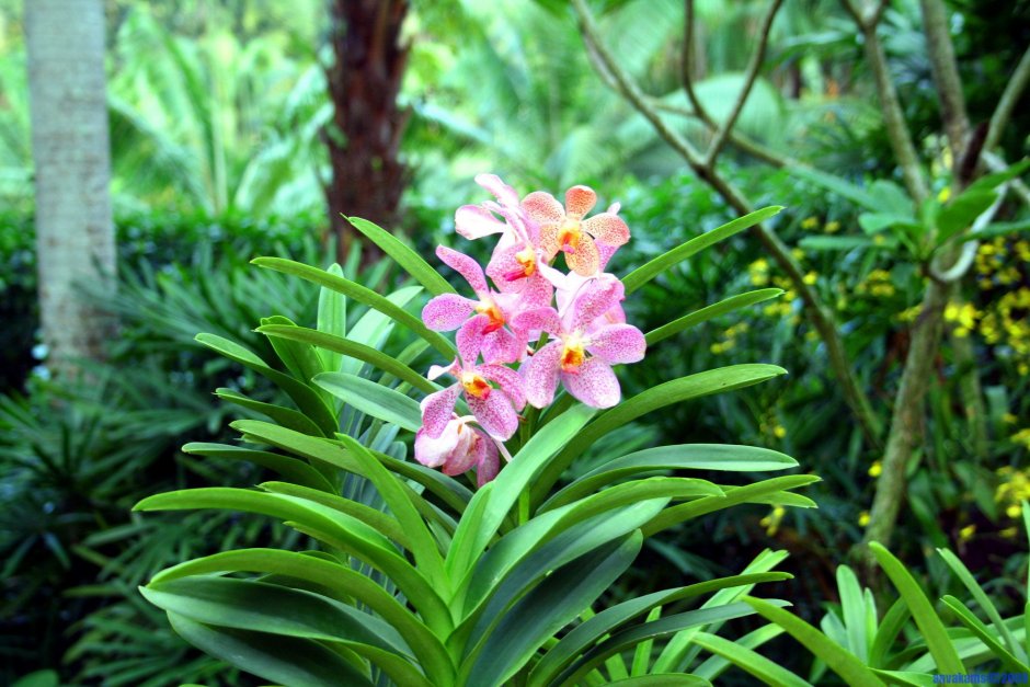 Орхидея Tropic Ocelot