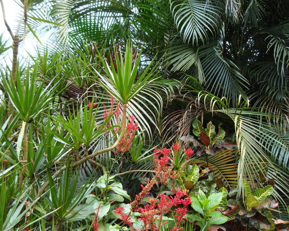 Тропические субтропические растения Юкка