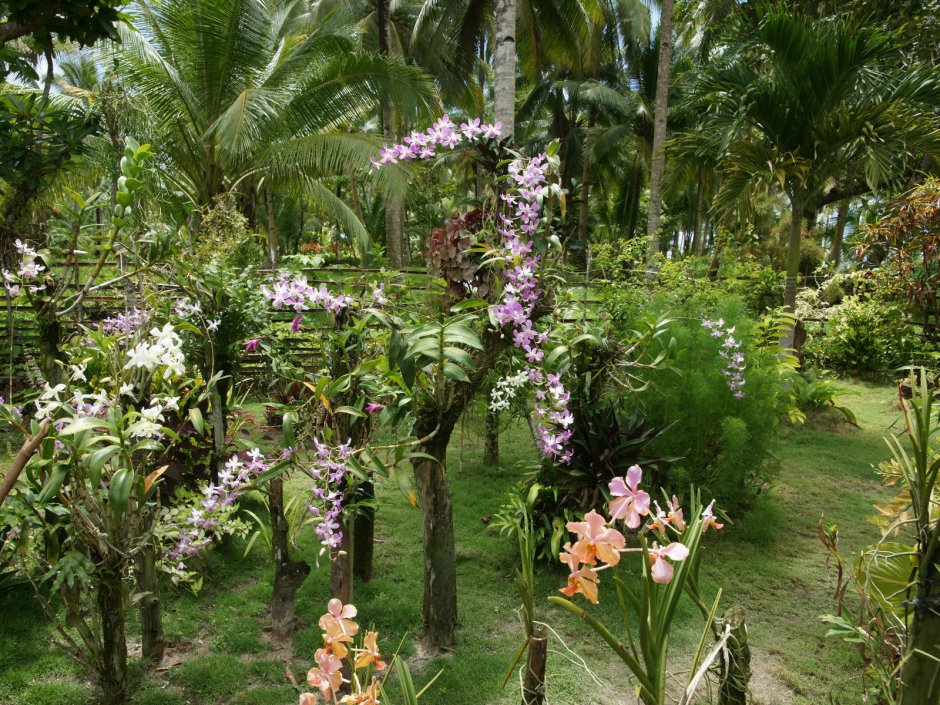Растительный мир Филиппин