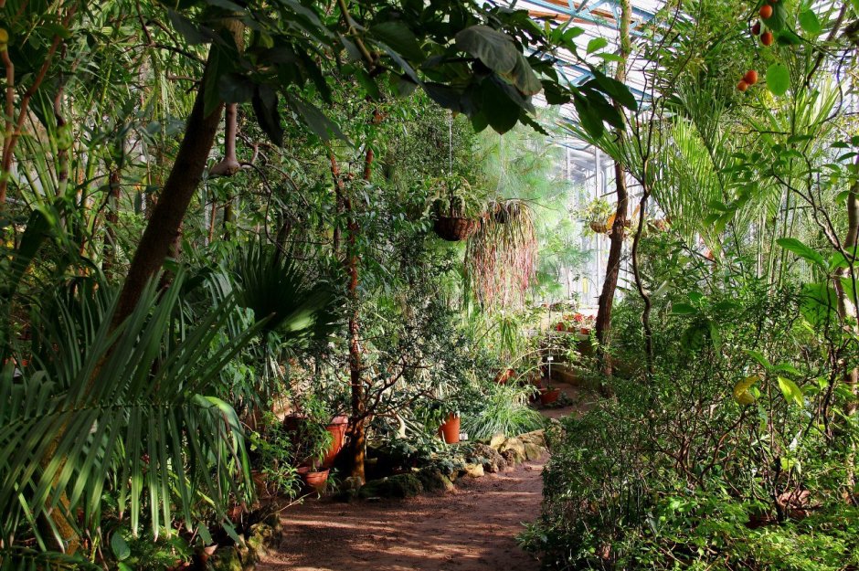 Субтропики в Ботаническом саду в СПБ