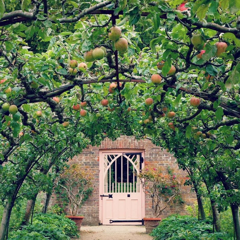 Шпалерные яблоневые сады