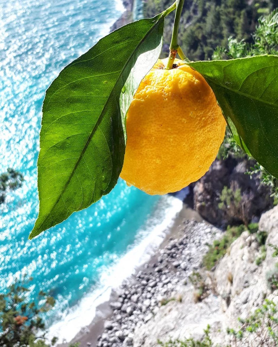 Сорренто Италия лимоны