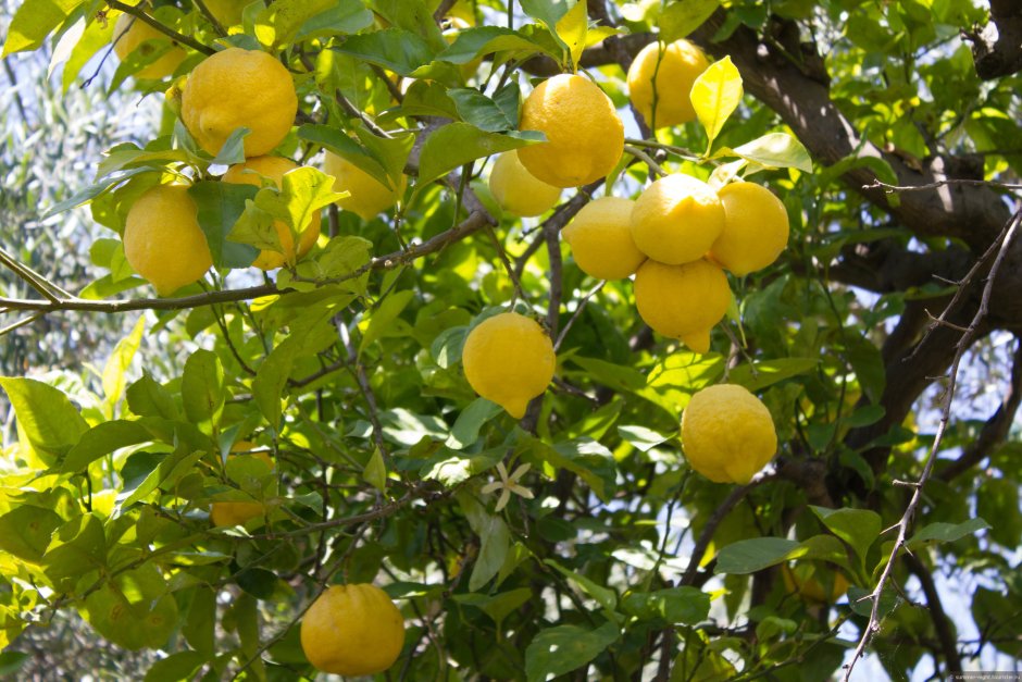 Плантации Лимонов в Италии