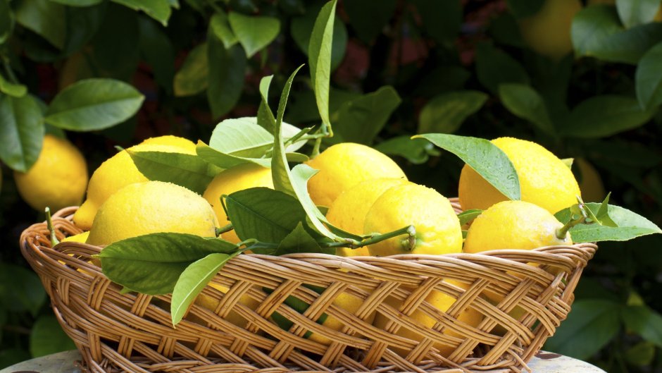 Амальфи Италия лимоны