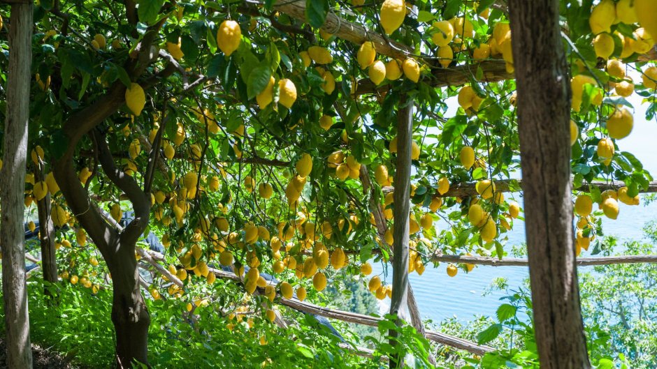 Лимонные сады Амальфитанского побережья