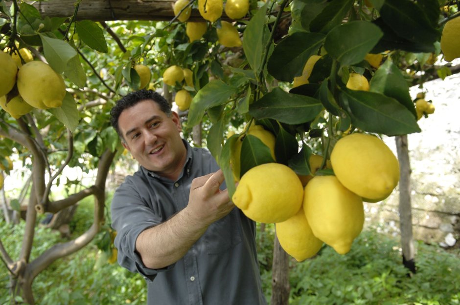 Лимонное дерево садовое