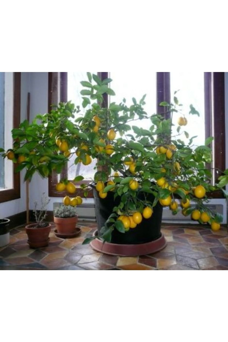 Лимоны для Лимончелло сорт