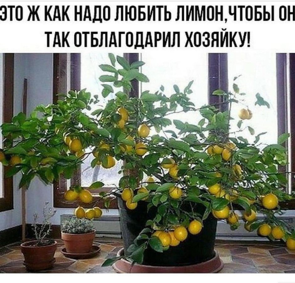 Лимонное дерево проект