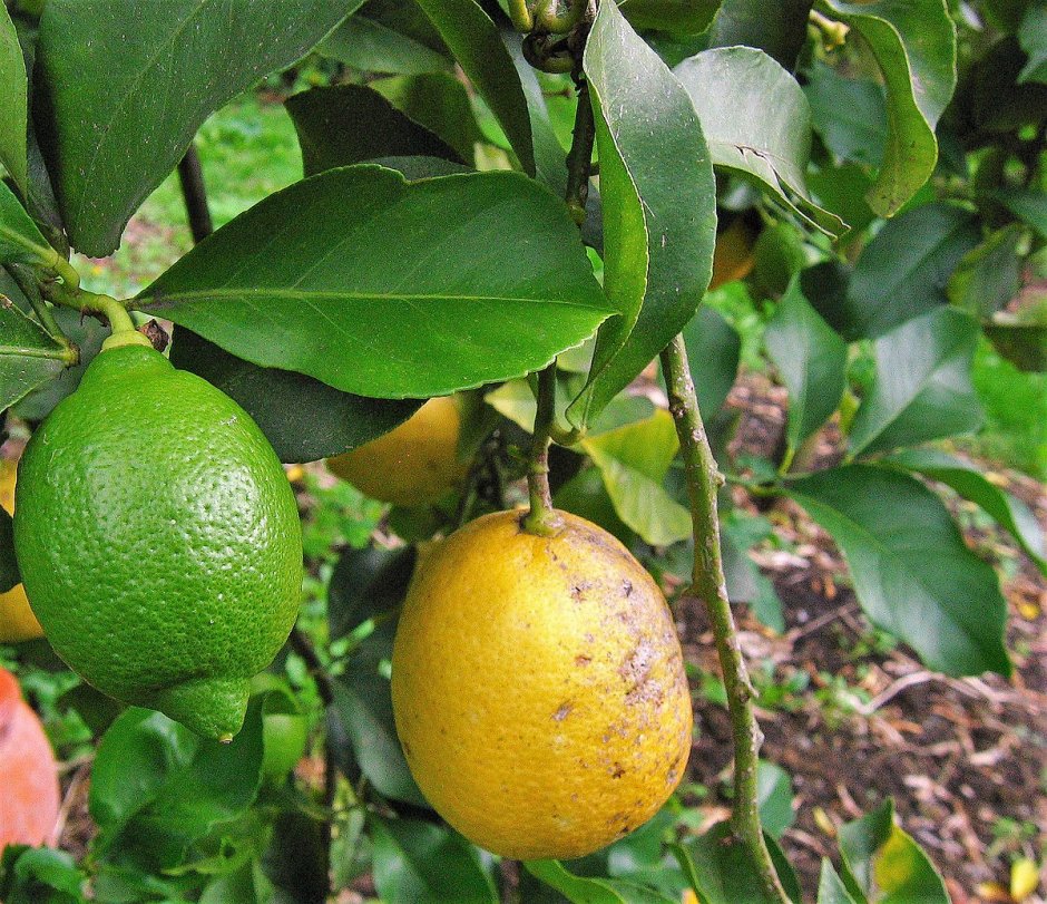 Сорт лимона Амальфи