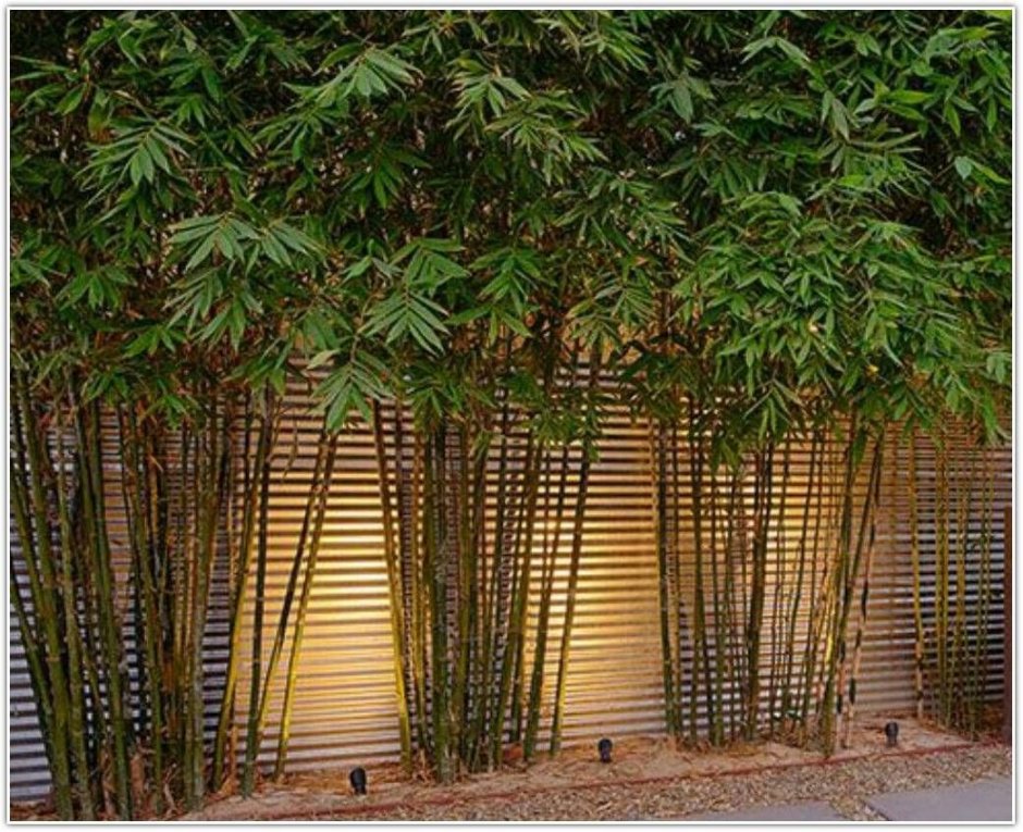 Бамбуковый заборчик