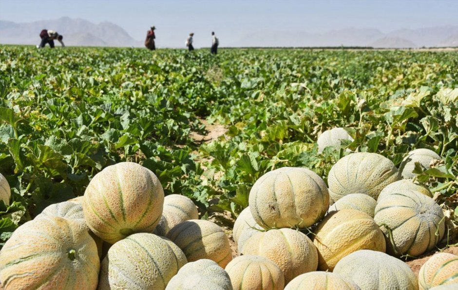 Бахчевые поля в Узбекистане