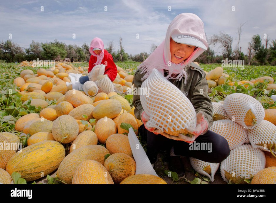 Узбекистан урожай бахчи