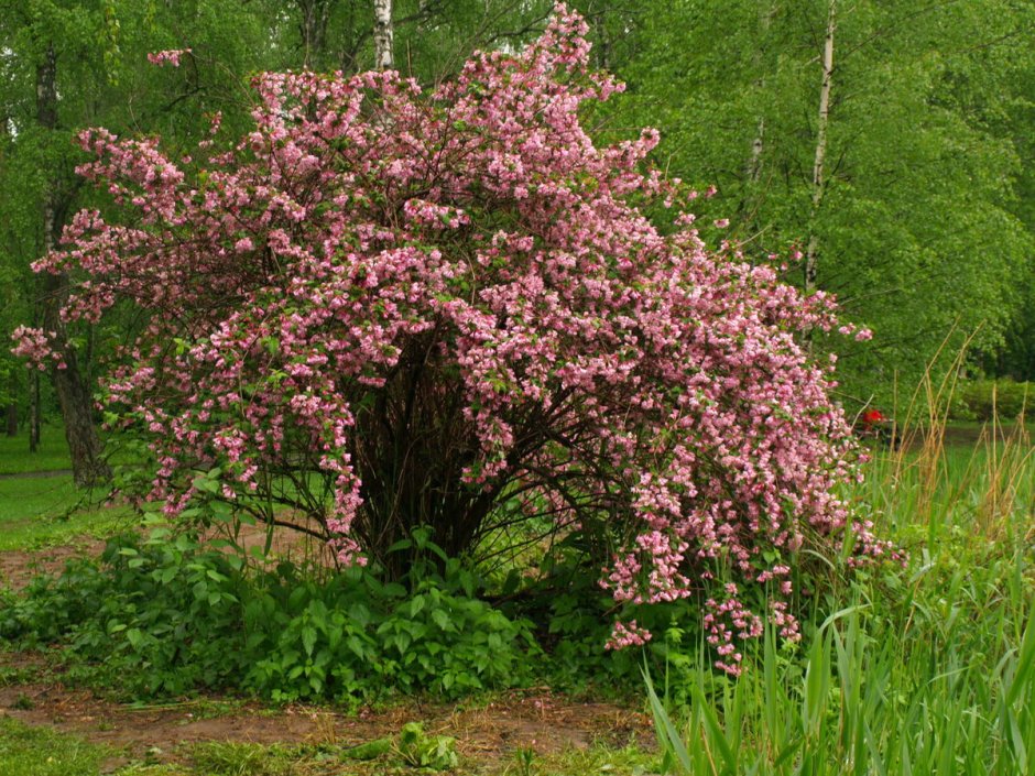 Цветущий кустарник рододендрон