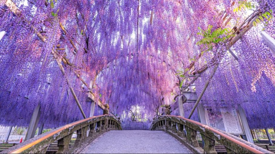 Цветочный парк Асикага в Японии
