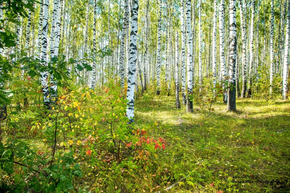 Шатиловский лес в Орловской области
