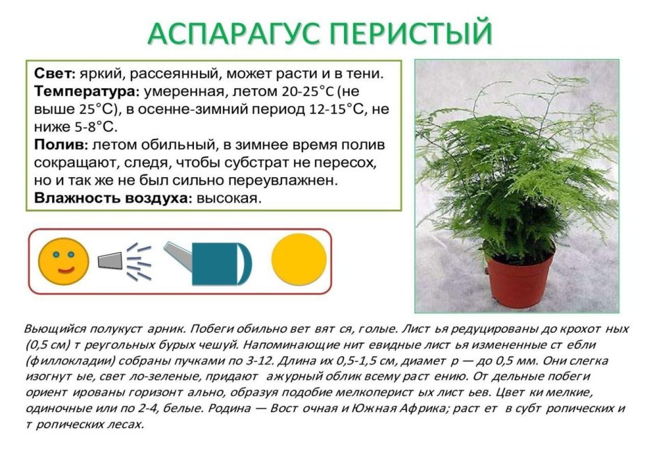 Паспорт комнатных растений в детском саду аспарагус