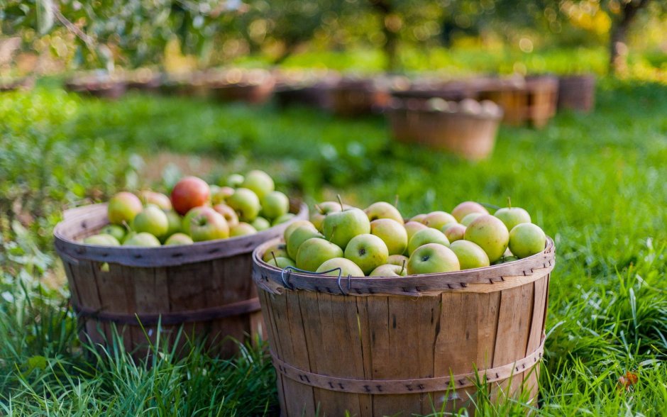Сбор яблок в саду